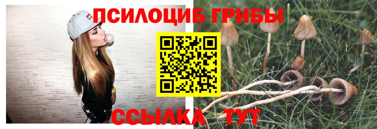 Курчатов  Псилоцибиновые грибы прущие грибы  Вход с VPN 